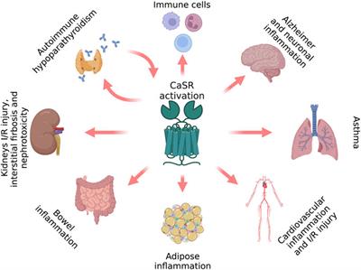 The calcium-sensing receptor in inflammation: Recent updates